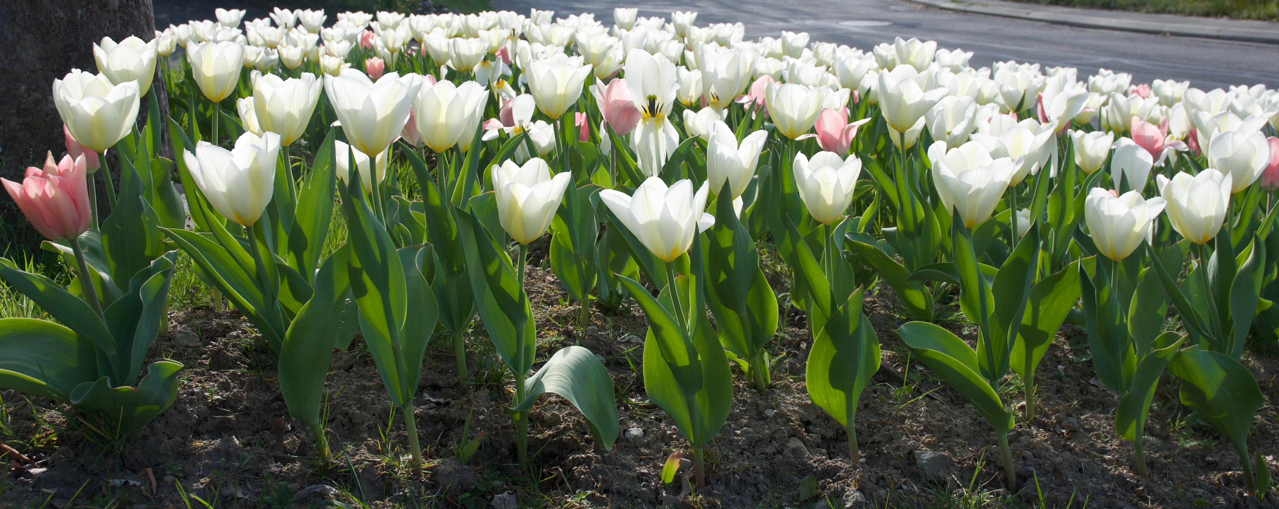 Image - Tulipes_11.jpeg
