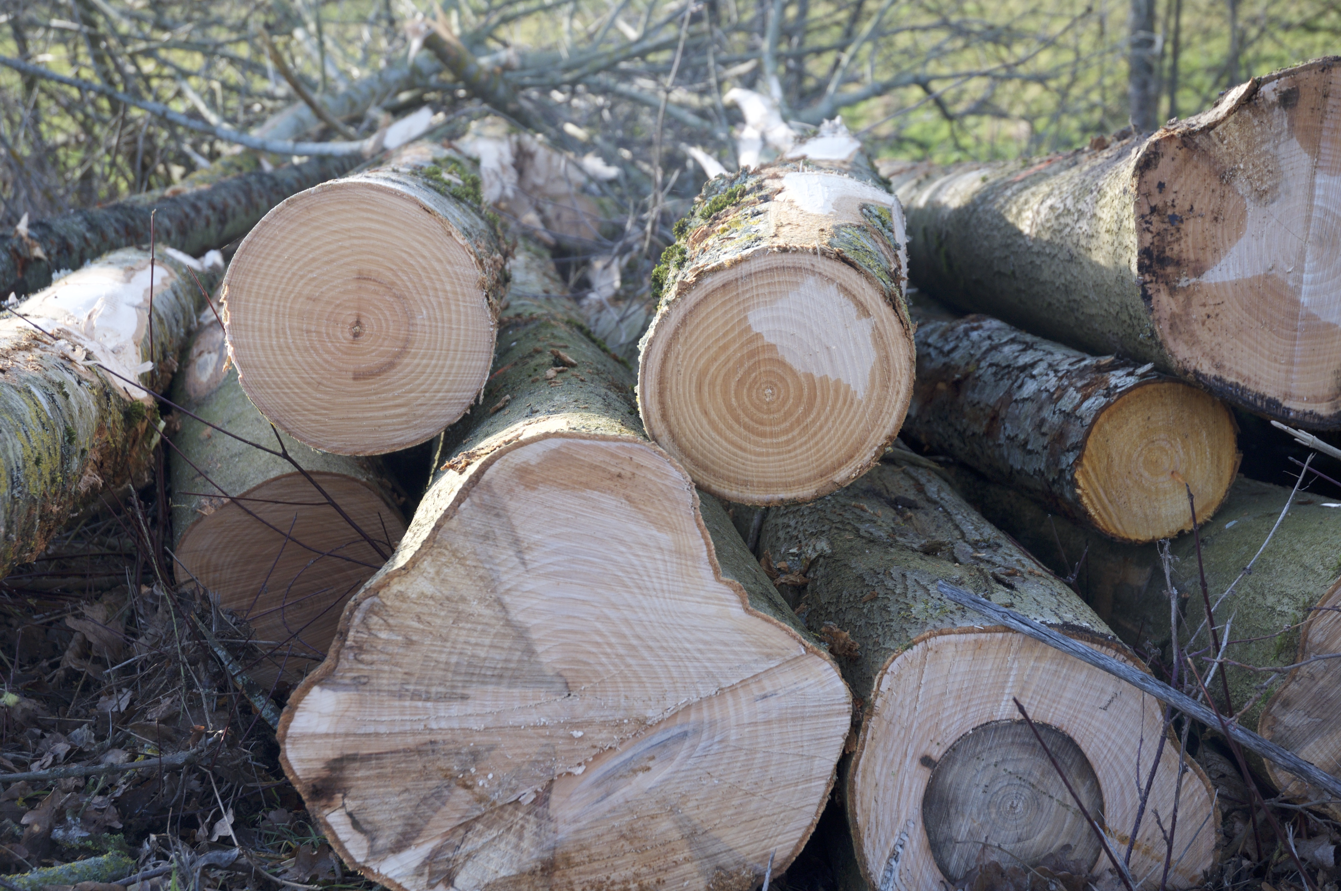 Image - Foret_02.jpg